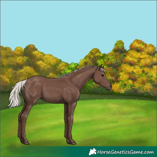 Horse Color:Silver Black 