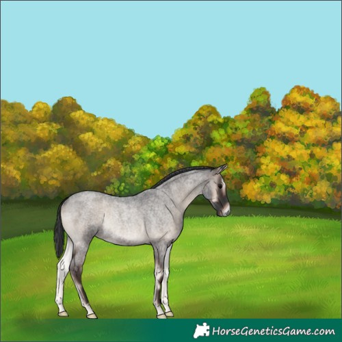 Horse Color:Blue Onyx Roan Rabicano 
