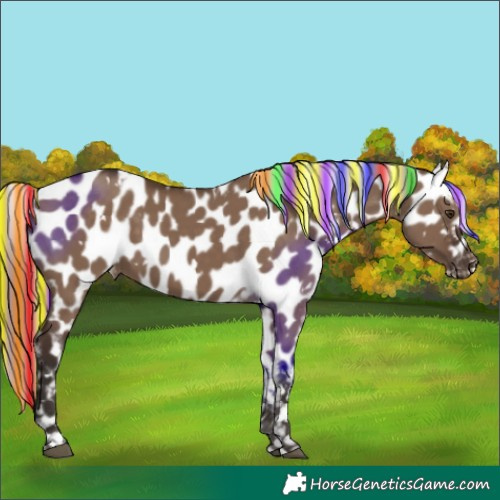 Horse Color:Painted White Spotted Liver Red Dun Near Leopard 