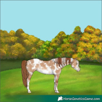 Horse Color:White Spotted Red Dun Frame Rabicano