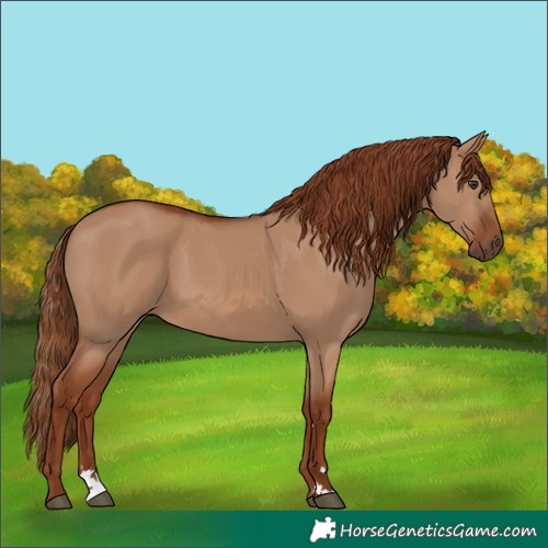 Horse Color:Red Dun