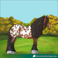 Horse Color:Bay Near Leopard 