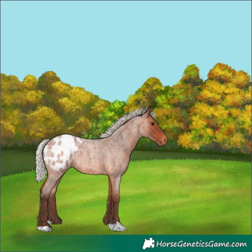 Horse Color:Silver Brown Roan Blanket 