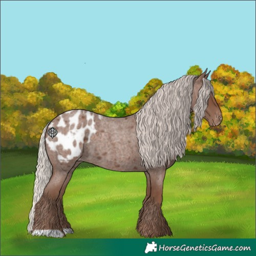 Horse Color:Silver Blue Roan Appaloosa 