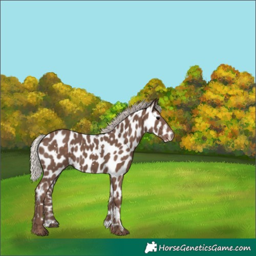 Horse Color:White Spotted Silver Black Appaloosa 