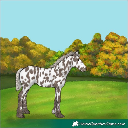 Horse Color:White Spotted Silver Black Appaloosa 