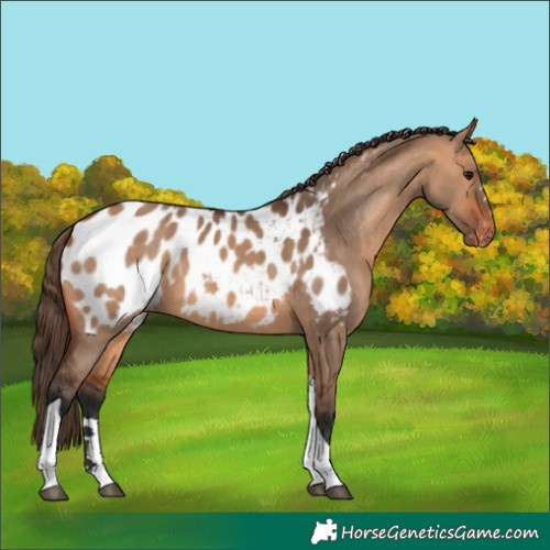 Horse Color:Bay Dun Tobiano Appaloosa Rabicano 