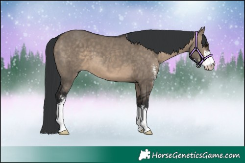 Horse Color:Brown Dun Sabino