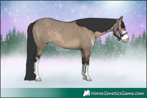 Horse Color:Brown Dun Sabino