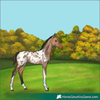 Horse Color:Bay Dun Tobiano Near Leopard Rabicano