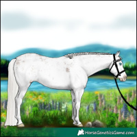 Horse Color:White Spotted Silver Brown Sabino Splash Varnish 