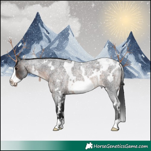Horse Color:White Spotted Brown Roan Frame Appaloosa 