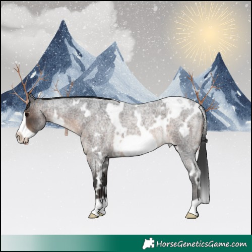 Horse Color:White Spotted Brown Roan Frame Appaloosa 