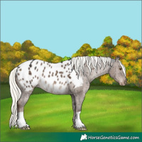 Horse Color:Liver Red Dun Mushroom Appaloosa Brindle