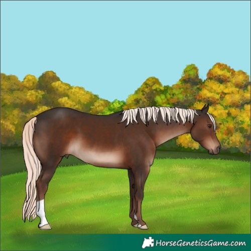 Horse Color:Liver Chestnut Mushroom 