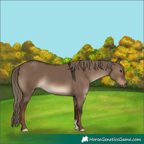 Horse Color:Liver Red Dun 