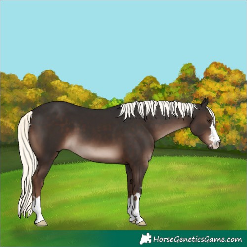 Horse Color:Liver Chestnut Mushroom 