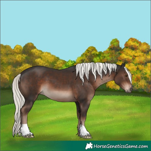 Horse Color:Liver Chestnut Mushroom 