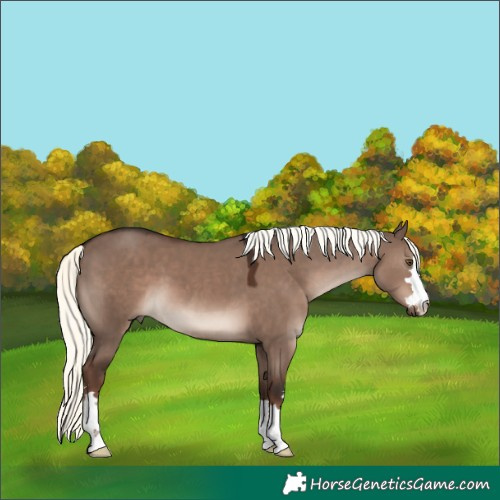 Horse Color:Liver Red Dun Mushroom 