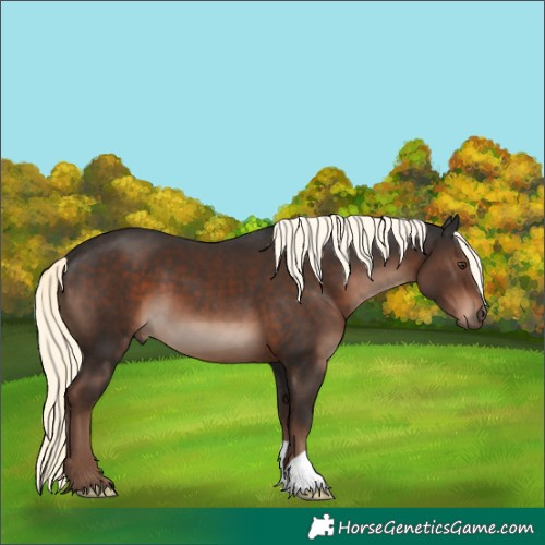 Horse Color:Liver Chestnut Mushroom 