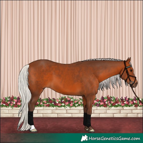 Horse Color:Silver Brown 
