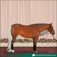 Horse Color:Silver Brown 