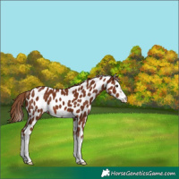 Horse Color:Chestnut Splash Frame Appaloosa 