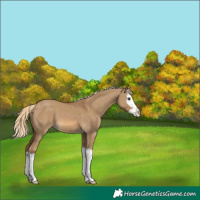 Horse Color:Chocolate Palomino Dun Splash 