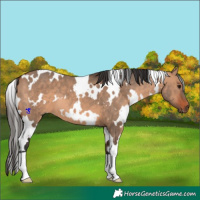 Horse Color:White Spotted Bay Dun 