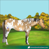 Horse Color:White Spotted Buckskin Dun 
