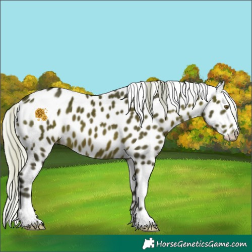 Horse Color:Silver Brown Appaloosa 