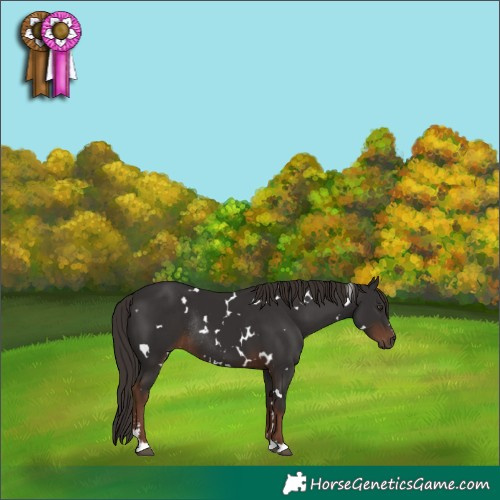 Horse Color:White Spotted Liver Chestnut Rabicano 