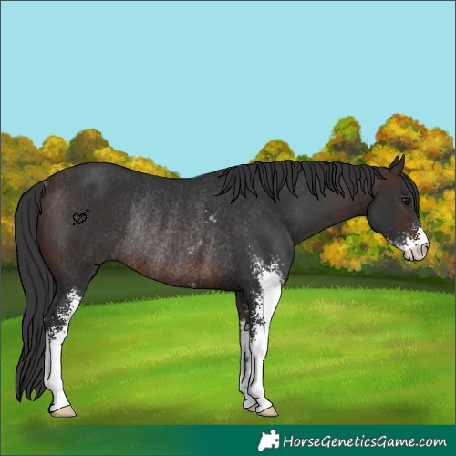 Horse Color:Brown Sabino Rabicano 
