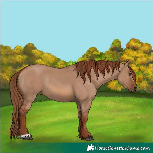 Horse Color:Red Dun Rabicano 