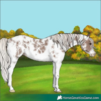 Horse Color:Silver Black Sabino Appaloosa 