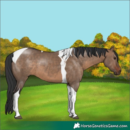 Horse Color:Brown Dun Tobiano 