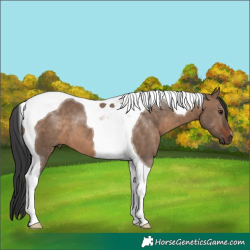 Horse Color:Brown Dun Tobiano 
