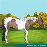 Horse Color:Brown Dun Tobiano