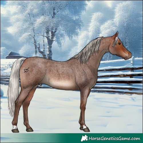 Horse Color:Silver Brown Roan 