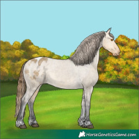 Horse Color:Buckskin Dun Blanket Rabicano 