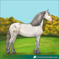 Horse Color:White Spotted Buckskin Dun Blanket Rabicano 