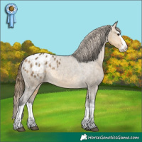 Horse Color:Buckskin Dun Splash Appaloosa Rabicano