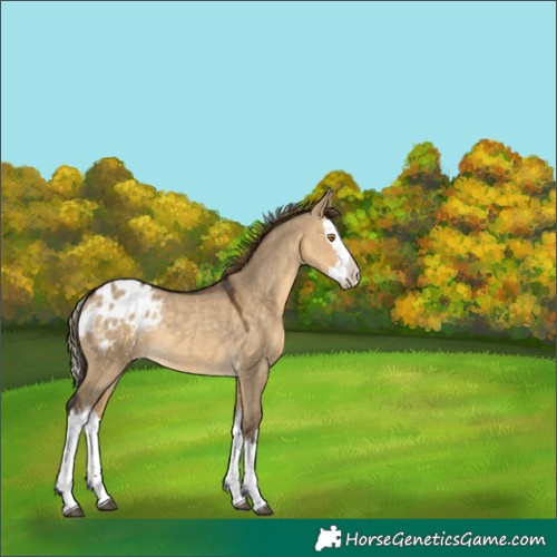 Horse Color:Buckskin Dun Splash Blanket Rabicano 
