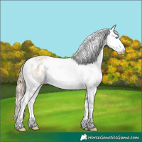 Horse Color:White Spotted Perlino Dun Appaloosa 