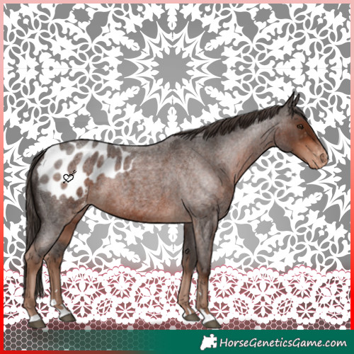Horse Color:Liver Red Roan Blanket