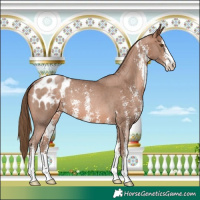 Horse Color:Brown Pearl Sabino Appaloosa 