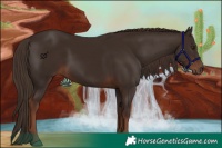 Horse Color:White Spotted Liver Chestnut 