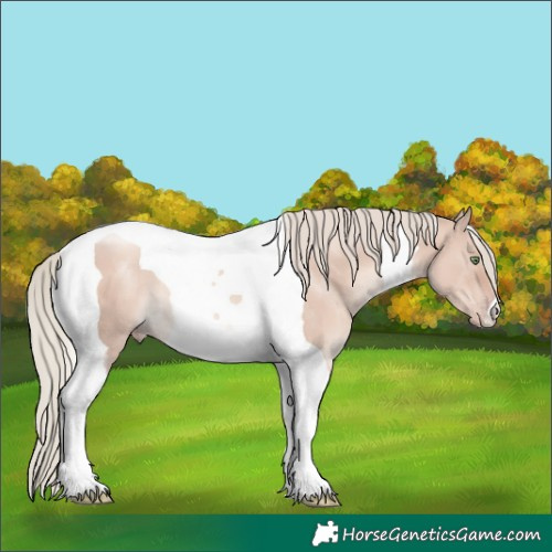 Horse Color:Gold Champagne Dun Mushroom Tobiano 