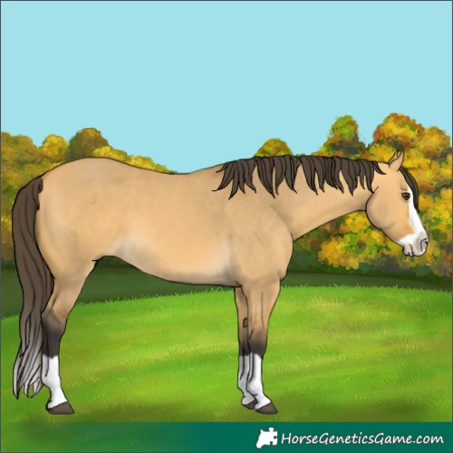 Horse Color:Buckskin Dun Splash