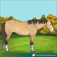 Horse Color:Buckskin Dun Splash 